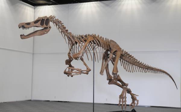 福井から、恐竜がゾクゾクやってくる！福井で発掘された“最新“新種恐竜「ティラノミムス・フクイエンシス」が東京初展示決定！「オダイバ恐竜博覧会2024 -福井から“ヤツラ”が新幹線でやってくる！-」