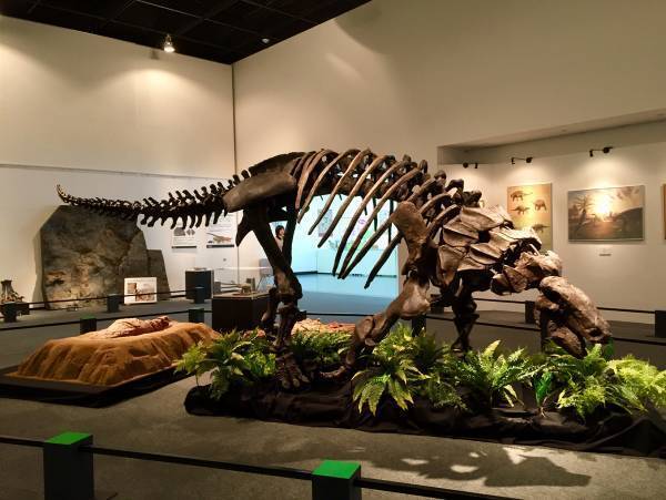 福井から、恐竜がゾクゾクやってくる！福井で発掘された“最新“新種恐竜「ティラノミムス・フクイエンシス」が東京初展示決定！「オダイバ恐竜博覧会2024 -福井から“ヤツラ”が新幹線でやってくる！-」