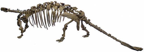 福井から、恐竜がゾクゾクやってくる！福井で発掘された“最新“新種恐竜「ティラノミムス・フクイエンシス」が東京初展示決定！「オダイバ恐竜博覧会2024 -福井から“ヤツラ”が新幹線でやってくる！-」