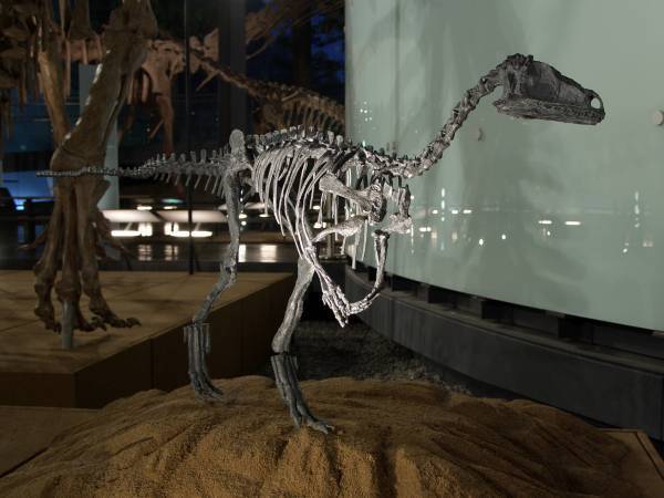 福井から、恐竜がゾクゾクやってくる！福井で発掘された“最新“新種恐竜「ティラノミムス・フクイエンシス」が東京初展示決定！「オダイバ恐竜博覧会2024 -福井から“ヤツラ”が新幹線でやってくる！-」