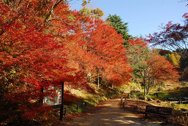 六甲高山植物園 一足早く「紅葉」が見頃！夜間イベント「ひかりの森～夜の芸術散歩～」も開催中