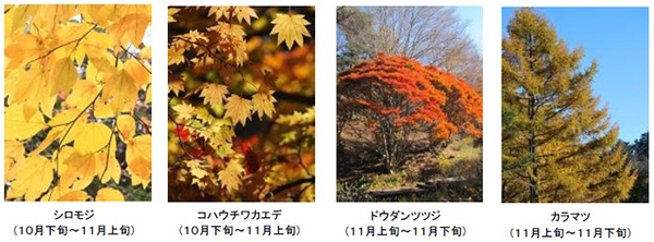 六甲高山植物園 一足早く「紅葉」が見頃！夜間イベント「ひかりの森～夜の芸術散歩～」も開催中