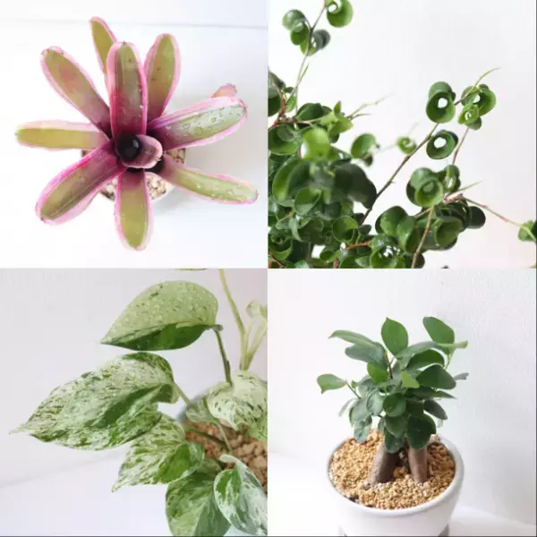 観葉植物が大集合！！「GREEN-FLAT vol.9～interior×colorful plants」が11月3日～11月5日に直営インテリアショップにて開催！