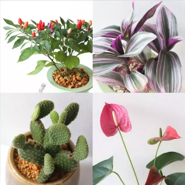 観葉植物が大集合！！「GREEN-FLAT vol.9～interior×colorful plants」が11月3日～11月5日に直営インテリアショップにて開催！