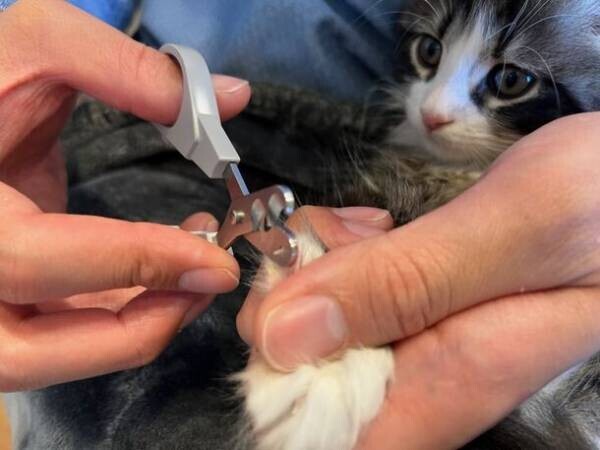 猫専門のブリーダーも絶賛！猫の爪切りへの負担をサポートする「猫用ハイブリッド爪切り」が10/25(水)よりMakuakeで発売