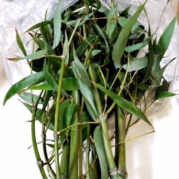 進む竹離れで国産の竹が手に入らない！？一生に一度のシーンに竹を求めるニーズ14倍