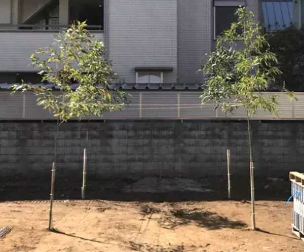 進む竹離れで国産の竹が手に入らない！？一生に一度のシーンに竹を求めるニーズ14倍