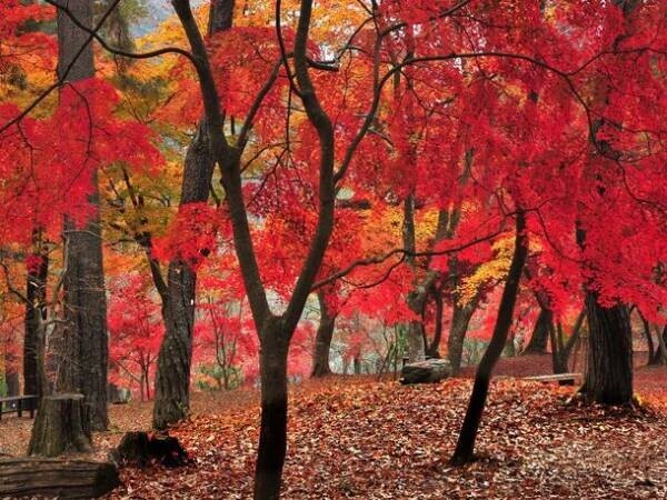 秩父・長瀞地域が紅葉シーズンに！長瀞駅・寄居駅でグルメや地酒、鉄道体験など楽しみ満載のイベントを11月に複数開催！