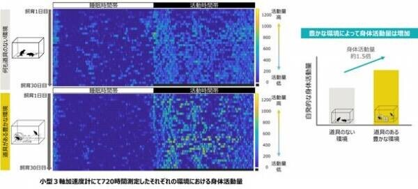 自発的な身体活動により、骨格筋が肥大することを確認　―豊かな環境が動物モデルに与える影響を検証―