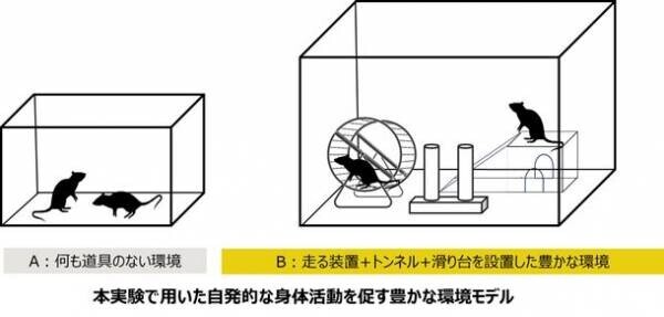 自発的な身体活動により、骨格筋が肥大することを確認　―豊かな環境が動物モデルに与える影響を検証―