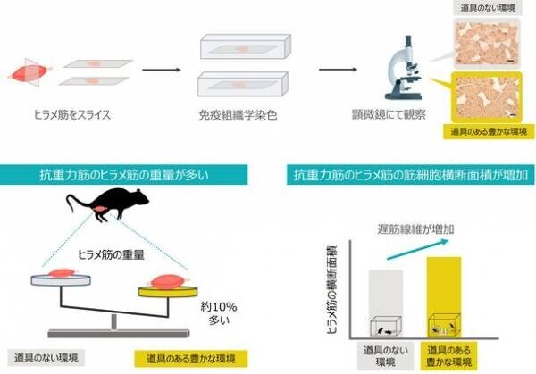 自発的な身体活動により、骨格筋が肥大することを確認　―豊かな環境が動物モデルに与える影響を検証―