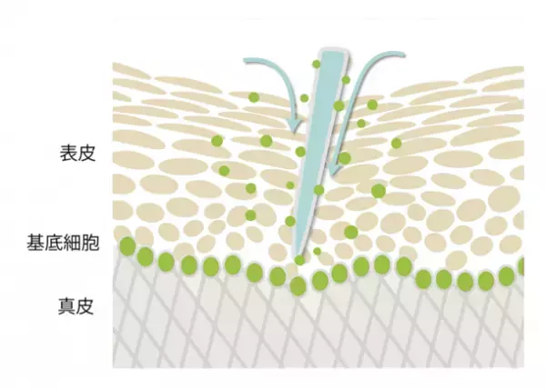 エステサロン開発のシェアコスメ　エクソソーム×スピキュール配合「CELLNAGE」　2023年11月20日発売