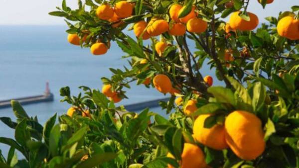 シンガーソングライター・やなせななの楽曲をテーマにした短編映画『蜜柑』制作向け、クラウドファンディング開始