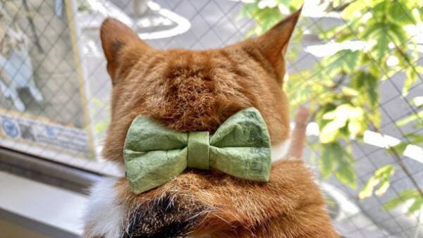 猫と飼い主がペアでおしゃれを楽しめる！「手すき和紙のペア蝶ネクタイ」をクラウドファンディングにて予約販売開始