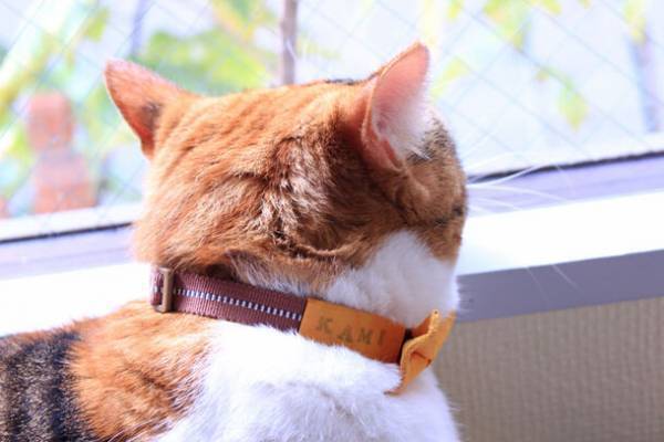 猫と飼い主がペアでおしゃれを楽しめる！「手すき和紙のペア蝶ネクタイ」をクラウドファンディングにて予約販売開始