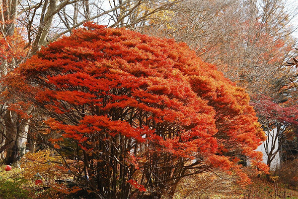 六甲高山植物園 樹齢約100年の大木！ドウダンツツジの紅葉が見頃夜間イベント「ひかりの森～夜の芸術散歩～」も開催中