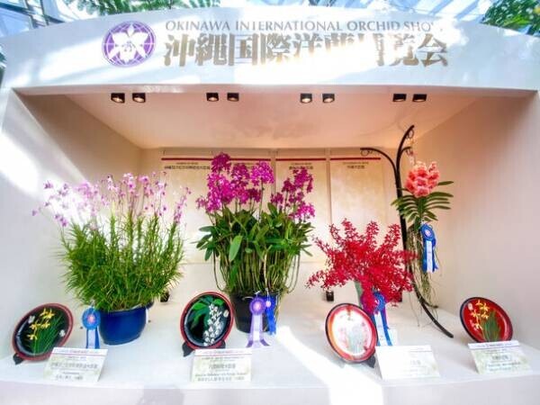 世界のランが集う 日本一の歴史をもつランの祭典「沖縄国際洋蘭博覧会」を11月18日(土)から開催！