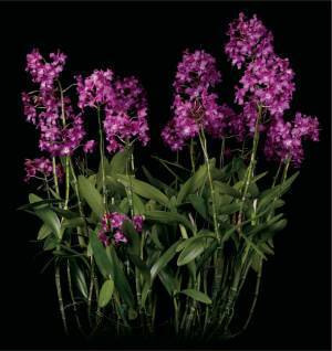 世界のランが集う 日本一の歴史をもつランの祭典「沖縄国際洋蘭博覧会」を11月18日(土)から開催！