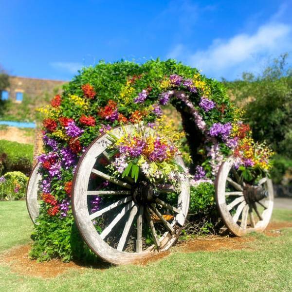 世界のランが集う 日本一の歴史をもつランの祭典「沖縄国際洋蘭博覧会」を11月18日(土)から開催！