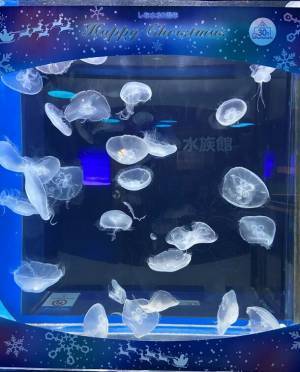 しながわ水族館がクリスマスイベントを11月22日より開催　雪のように舞うクラゲと記念撮影やデンキウナギのクリスマスツリーも登場！