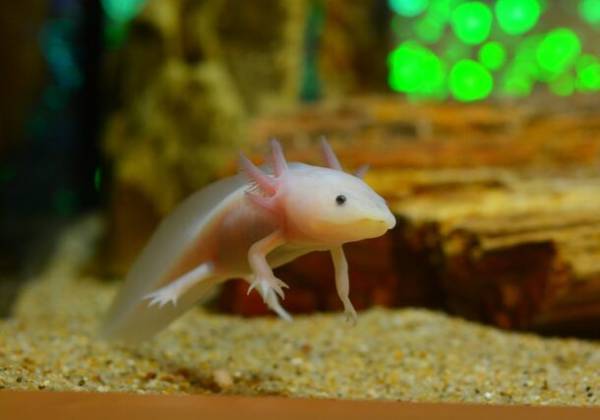 しながわ水族館がクリスマスイベントを11月22日より開催　雪のように舞うクラゲと記念撮影やデンキウナギのクリスマスツリーも登場！