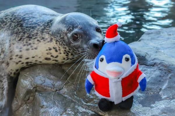 しながわ水族館がクリスマスイベントを11月22日より開催　雪のように舞うクラゲと記念撮影やデンキウナギのクリスマスツリーも登場！