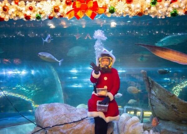 しながわ水族館がクリスマスイベントを11月22日より開催　雪のように舞うクラゲと記念撮影やデンキウナギのクリスマスツリーも登場！