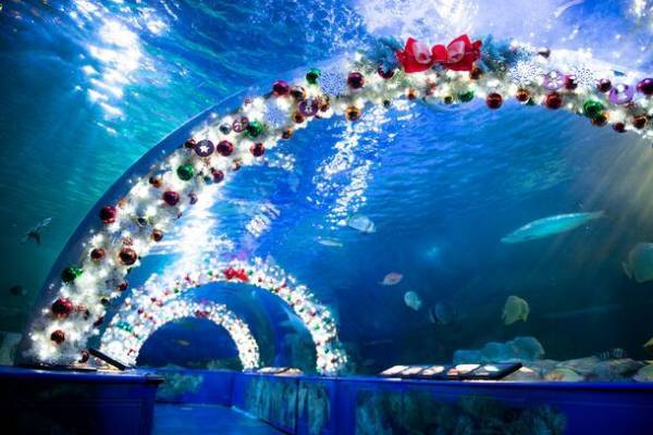 しながわ水族館がクリスマスイベントを11月22日より開催　雪のように舞うクラゲと記念撮影やデンキウナギのクリスマスツリーも登場！