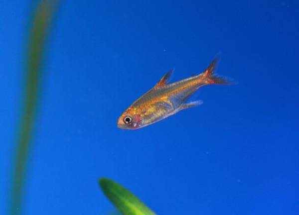 しながわ水族館がクリスマスイベントを11月22日より開催　雪のように舞うクラゲと記念撮影やデンキウナギのクリスマスツリーも登場！