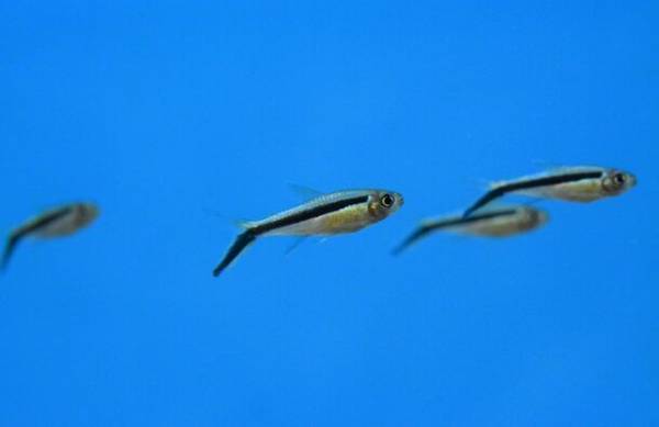 しながわ水族館がクリスマスイベントを11月22日より開催　雪のように舞うクラゲと記念撮影やデンキウナギのクリスマスツリーも登場！