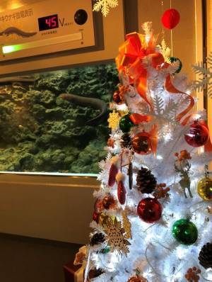 しながわ水族館がクリスマスイベントを11月22日より開催　雪のように舞うクラゲと記念撮影やデンキウナギのクリスマスツリーも登場！