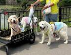 地域の社会課題の解決に取り組む「縁活（エンカツ）」が「縁活ワンワンプロジェクト」をスタート～盲導犬の歩行訓練や補助犬の引退支援プログラムを実施します～