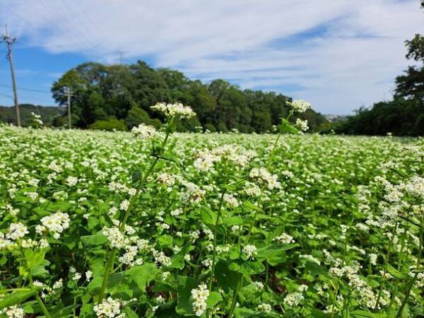 【東京・町田市】町田薬師池公園四季彩の杜にて「秋遊び2023」を10月28日(土)～11月30日(木)開催中！