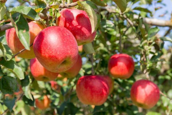 2,500名以上の方に食べ痩せメソッド「瞬食」を伝授するベルラスがりんご酢を開発