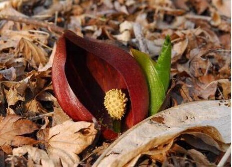 牧野富太郎が愛した花バイカオウレンが鑑賞できる六甲高山植物園 冬季特別開園