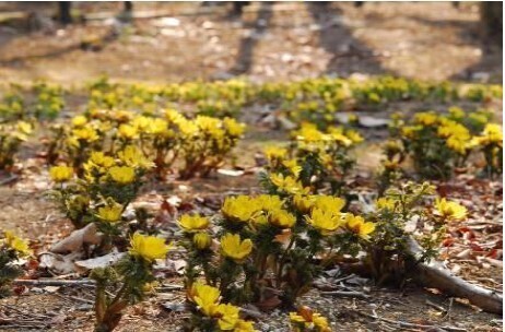牧野富太郎が愛した花バイカオウレンが鑑賞できる六甲高山植物園 冬季特別開園