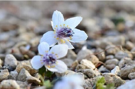牧野富太郎が愛した花バイカオウレンが鑑賞できる六甲高山植物園 冬季特別開園