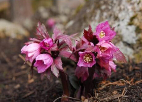牧野富太郎が愛した花バイカオウレンが鑑賞できる六甲高山植物園 冬季特別開園