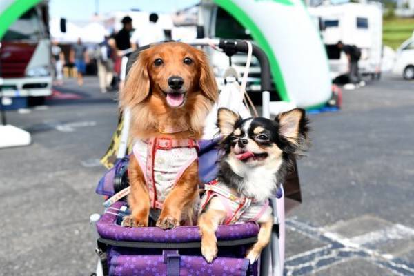 まもなく開催！12月2日・3日『お台場キャンピングカーフェア2023』　～東京・お台場に今注目のキャンピングカー約150台が大集合！～