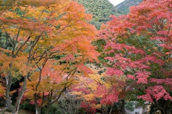 秋の伊東で紅葉を楽しもう　一碧湖＆丸山公園の紅葉が12月上旬見頃に