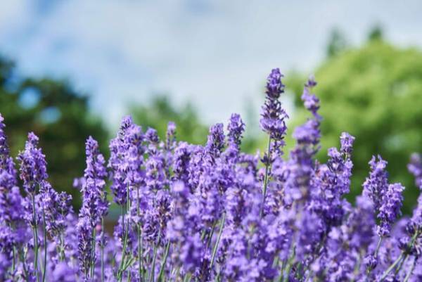 大阪『厳選！ワクワク★マルシェ・マーケット』と北海道中富良野町のコラボイベントの詳細を公開！2023年12月16日(土)～17日(日)