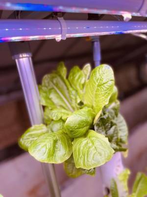 日本最大級！縦型水耕栽培ファーム誕生「あわじのはたけ」12月3日 正式稼働！多品種のオーガニック野菜を南あわじ市からお届け