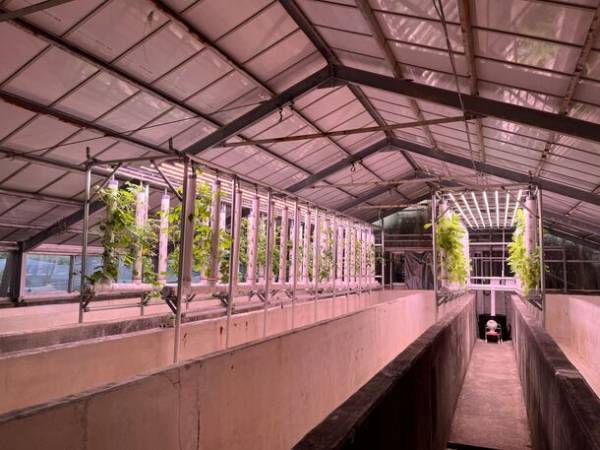 日本最大級！縦型水耕栽培ファーム誕生「あわじのはたけ」12月3日 正式稼働！多品種のオーガニック野菜を南あわじ市からお届け