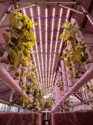 日本最大級！縦型水耕栽培ファーム誕生「あわじのはたけ」12月3日 正式稼働！多品種のオーガニック野菜を南あわじ市からお届け