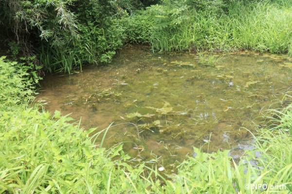 都立公園で東京都絶滅種「ヤナギスブタ」の復活を確認　～狭山丘陵パートナーズによる湿地再生プロジェクト～