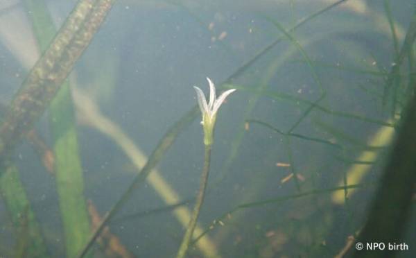 都立公園で東京都絶滅種「ヤナギスブタ」の復活を確認　～狭山丘陵パートナーズによる湿地再生プロジェクト～