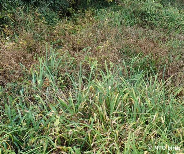 都立公園で東京都絶滅種「ヤナギスブタ」の復活を確認　～狭山丘陵パートナーズによる湿地再生プロジェクト～