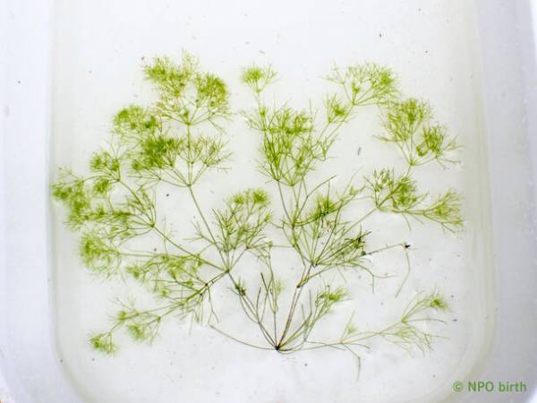 都立公園で東京都絶滅種「ヤナギスブタ」の復活を確認　～狭山丘陵パートナーズによる湿地再生プロジェクト～