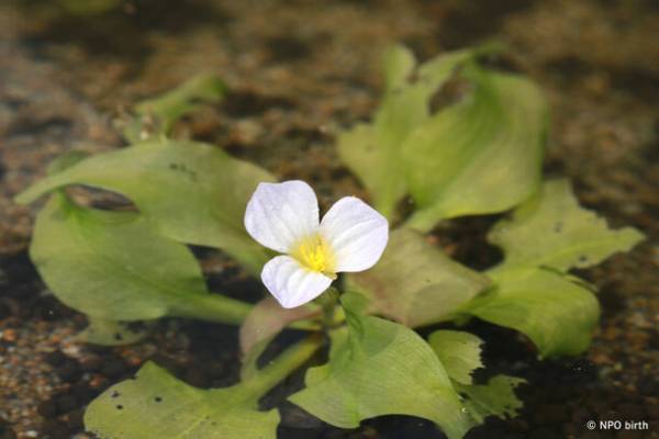 都立公園で東京都絶滅種「ヤナギスブタ」の復活を確認　～狭山丘陵パートナーズによる湿地再生プロジェクト～