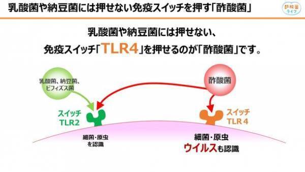 免疫力向上の新たな一手に、日本の伝統「にごり酢」　この冬知っておくべき「酢酸菌」の5つの健康作用を紹介